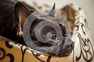 A black French bulldog lies on a soft sleeping place. A pet is i