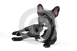 Black french bulldog on white background.