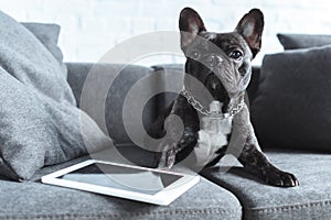 Black Frenchie sitting on sofa