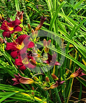 Black Friar Lilies