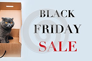 Black Friday background. A sing about sale in the shops. A gray cat with big orange eyes sits in a brown box, close-up