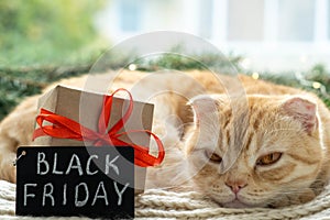 Black Friday big sale promotional sign with adorable tabby cat and gift on Christmas background. Cute Scottish fold