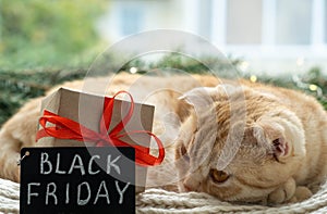 Black Friday big sale promotional sign with adorable tabby cat and gift close up on Christmas background. Cute Scottish