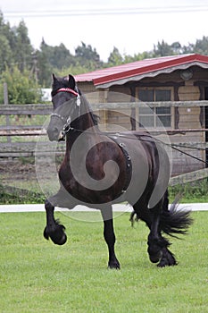 Black friese horse at show