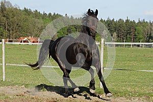 Black friese warmblood mare canter in pasture