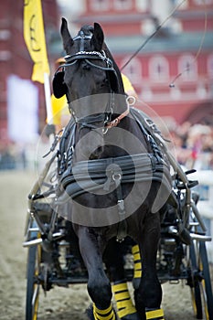 Black friesian horse carriage driving