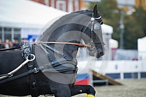 Black friesian horse carriage driving photo