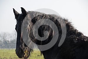 Black Friesian horse eating great with winter coat thick