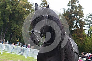 Black friesian horse on equestrian show, head face detail