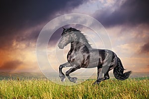 Black Friesian horse gallop