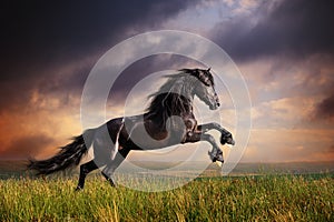 Black Friesian horse gallop photo