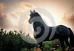 A black Friesian horse gallops in a meadow in autumn colors