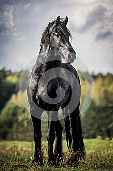 A black Friesian horse gallops in a meadow in autumn colors