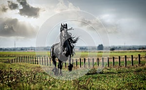 A black Friesian horse gallops in a meadow in autumn colors