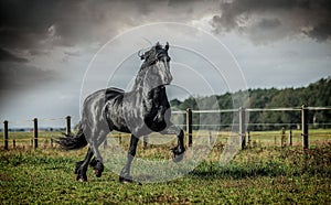 A black Friesian horse gallops in a meadow in autumn colors