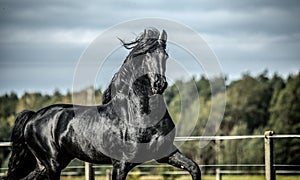 A black Friesian horse gallops in a meadow in autumn colors