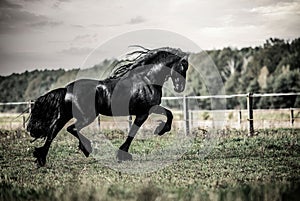 A black Friesian horse gallops in a meadow in autumn colors