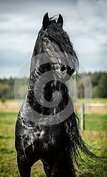 A black Friesian horse gallops in a meadow in autumn colors