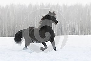 Black friesian horse with the mane flutters on wind