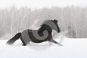 Black friesian horse with the mane flutters on wind