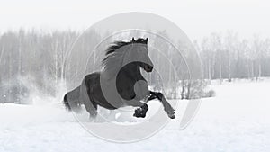 Black friesian horse with the mane flutters on wind