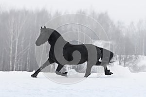 Black friesian horse with the mane flutters on wind