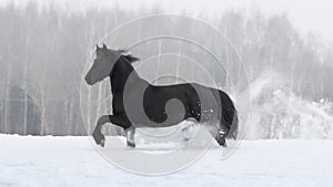 Black friesian horse with the mane flutters on wind