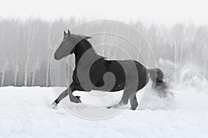 Black friesian horse with the mane flutters on wind