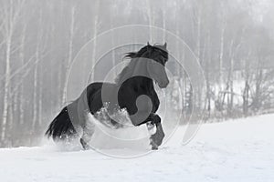 Black friesian horse with the mane flutters on wind