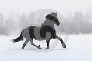 Black friesian horse with the mane flutters on wind