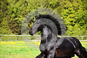 Black friesian horse on the meadow in evening down