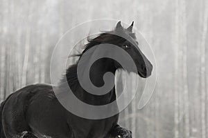Black friesian horse portrait with long mane on white winter