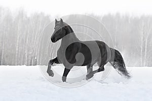 Black friesian horse running gallop on the snow