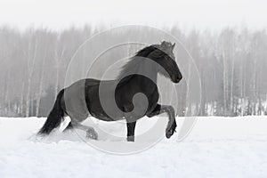 Black friesian horse running on the snow-covered field