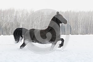Black friesian horse running on the snow-covered field