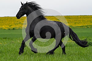 Black friesian horse runs gallop