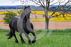 Black friesian horse runs gallop