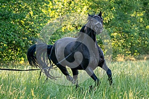 Black Friesian horse runs gallop in grass.