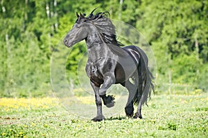 Black Friesian horse runs gallop in summer time photo