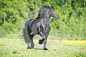 Black Friesian horse runs gallop in summer time