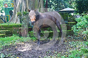 black Friesian horse standing on the ground in zoo