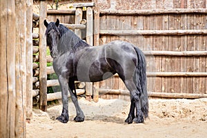 Black friesian horse stands inside wooden corral