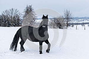 Black Friesian horse in winter