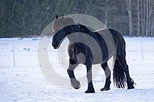 Black Friesian horse in winter