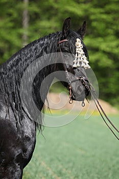 Black friesian mare in spring