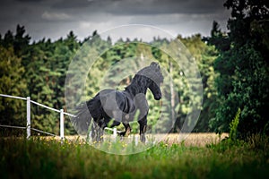 Black Friesian stallion