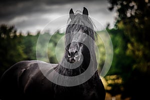 Black Friesian stallion