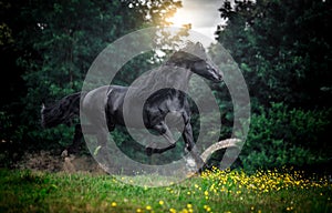 Black Friesian stallion