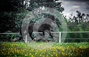 Black Friesian stallion