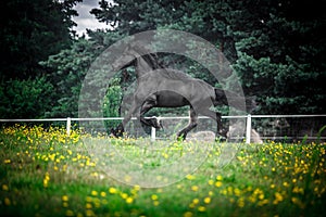 Black Friesian stallion